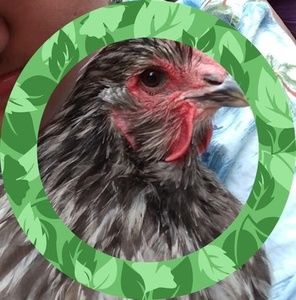 Meet your Posher, Gavin